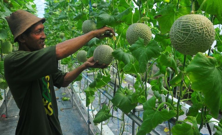 Teknologi Perkembangbiakan pada Tumbuhan