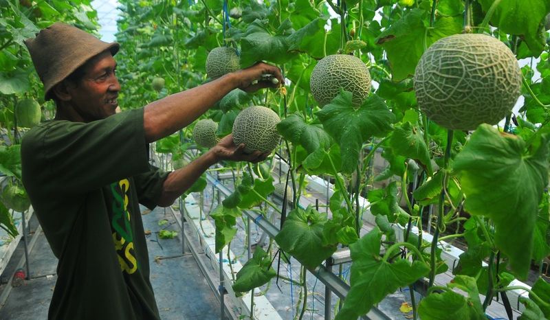 Teknologi Perkembangbiakan pada Tumbuhan