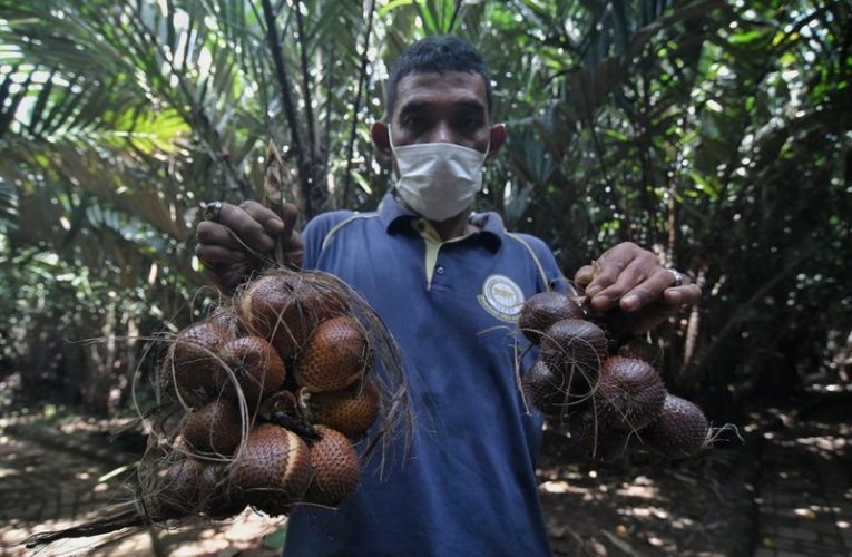 7 Manfaat Buah Salak, Bisa Mencegah Penyakit Kronis