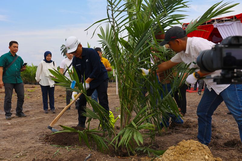 60.000 Hektare Sawit Diremajakan Hingga 2026