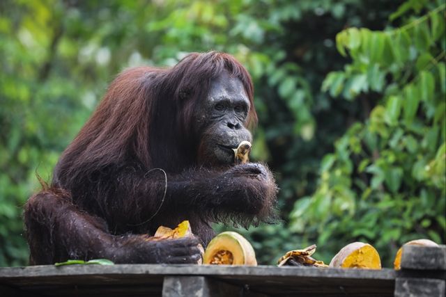 300 Orangutan Menunggu Dilepasliarkan 