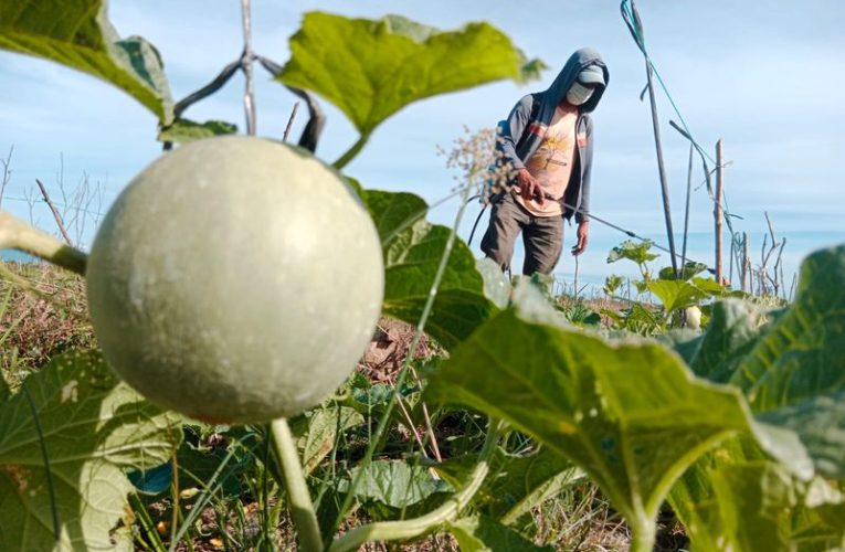 Dampak El Nino, Usai Panen Semangka Petani Aceh Beralih Menanam Melon