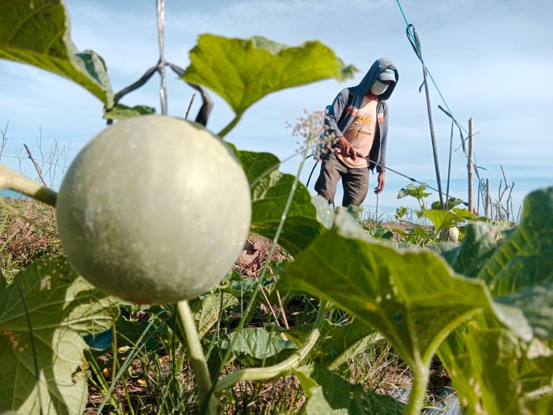 Dampak El Nino, Usai Panen Semangka Petani Aceh Beralih Menanam Melon