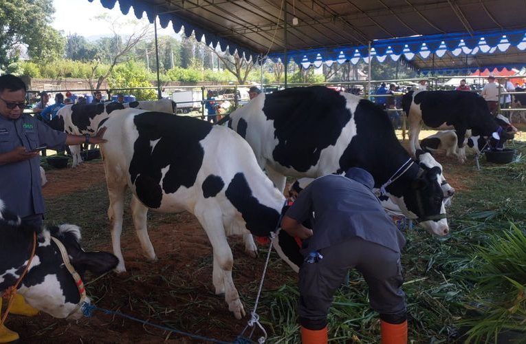 Lahan Rumput Terbatas, Peternak Sapi di Lembang Kesulitan Pakan Hijauan