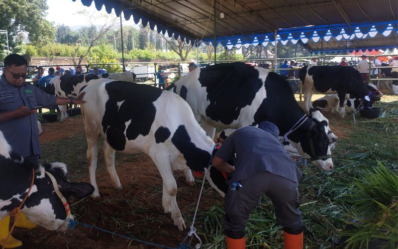 Lahan Rumput Terbatas, Peternak Sapi di Lembang Kesulitan Pakan Hijauan