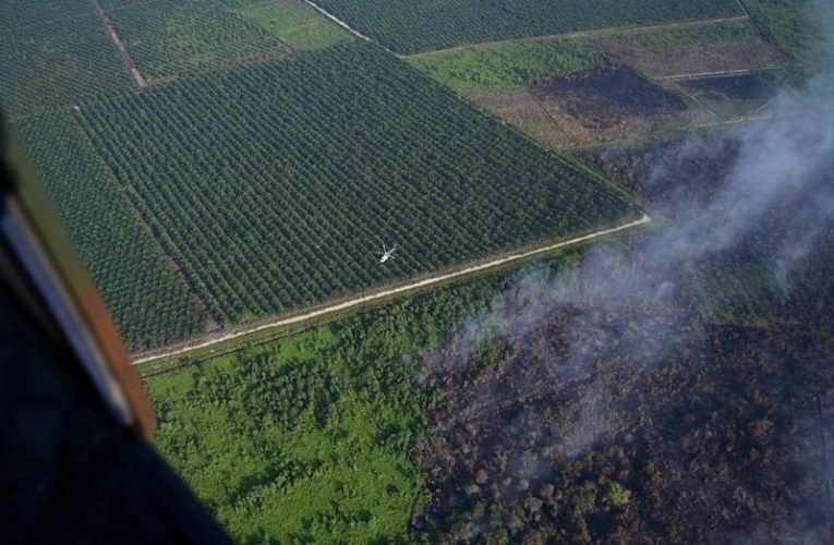 KLHK Minta Riau, Sumsel, Jawa Timur dan Nusa Tenggara Waspada Karhutla