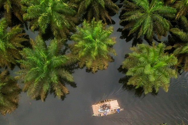 KLHK Tindak Lanjuti Temuan BPK Terkait Sawit Ilegal di Kawasan Hutan