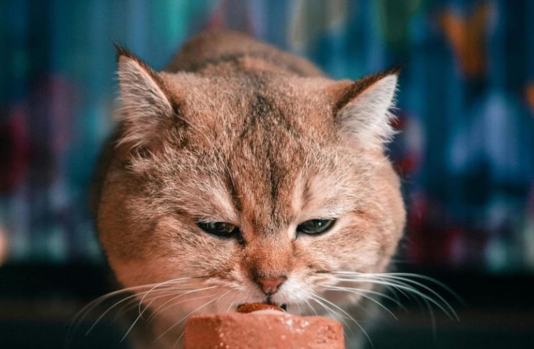 Alasan Kenapa Kucing Peliharaan Tetap Perlu Konsumsi Makanan Basah