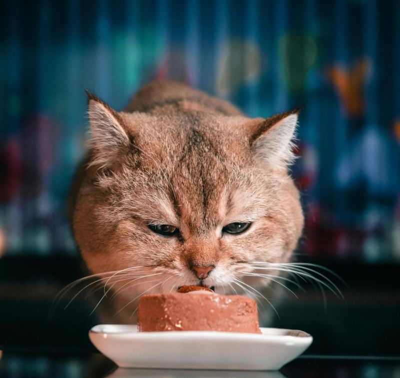 Alasan Kenapa Kucing Peliharaan Tetap Perlu Konsumsi Makanan Basah