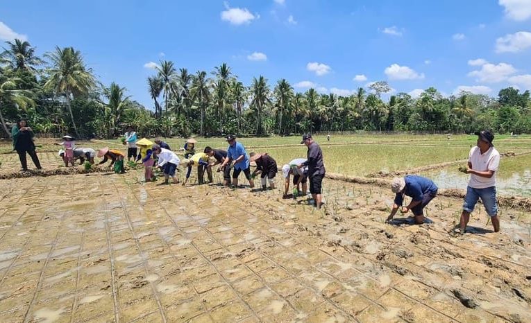 Mentan Genjot Irpom, Panen Berlipat di Pandeglang