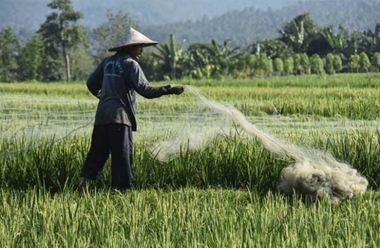 Hari Tani Nasional, Kelahiran UUPA dan Perubahan di Masa Orba