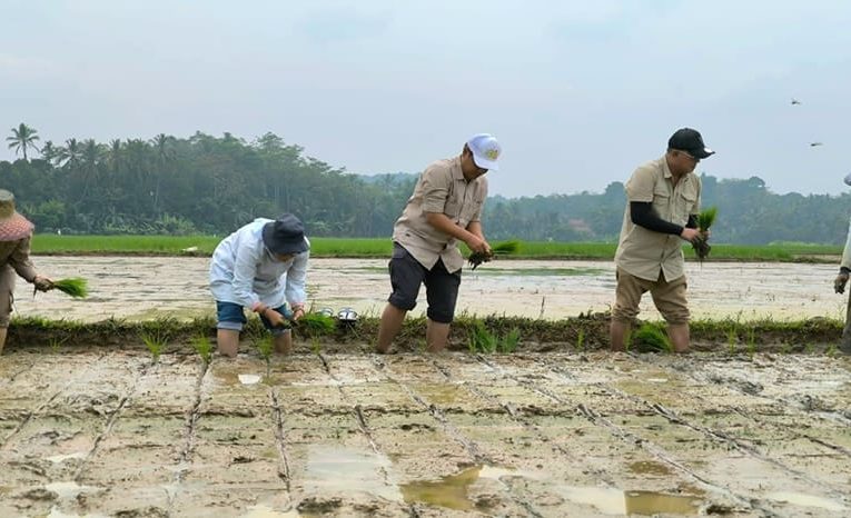 Berhasil Tanam untuk Kali Ketiga, Bantuan Irpom dan Benih Dorong Semangat Petani Hadapi Cuaca Ekstrem