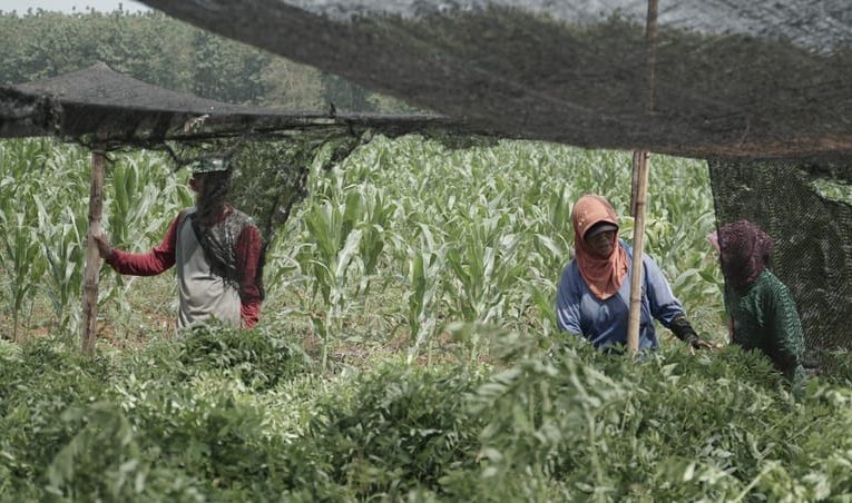 Bangun Ekosistem Biomassa, Tanaman Indigofera Jadi Primadona Baru Petani Tasikmalaya