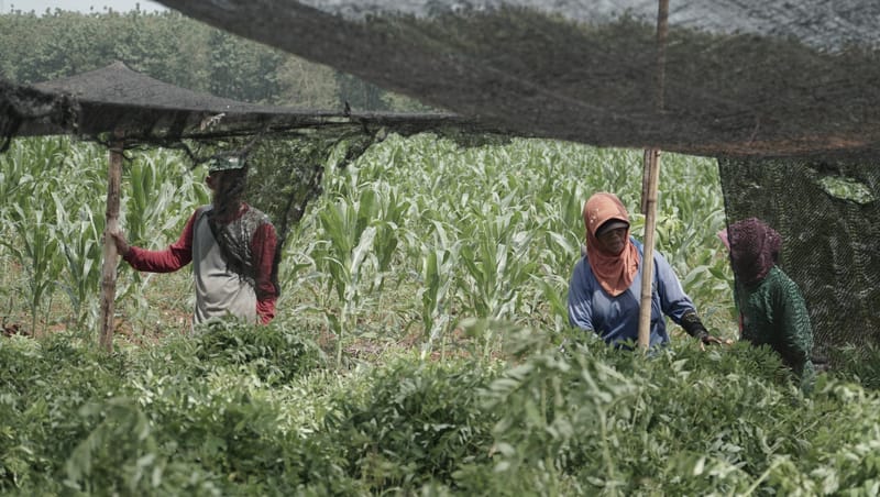 Bangun Ekosistem Biomassa, Tanaman Indigofera Jadi Primadona Baru Petani Tasikmalaya