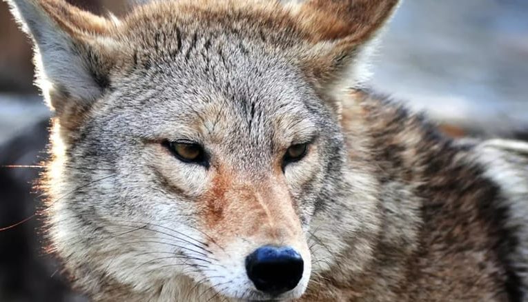 Coyote Ternyata Punya Otot Wajah Mirip Anjing Peliharaan untuk Ekspresi Mata Sedih