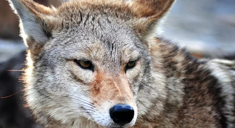 Coyote Ternyata Punya Otot Wajah Mirip Anjing Peliharaan untuk Ekspresi Mata Sedih