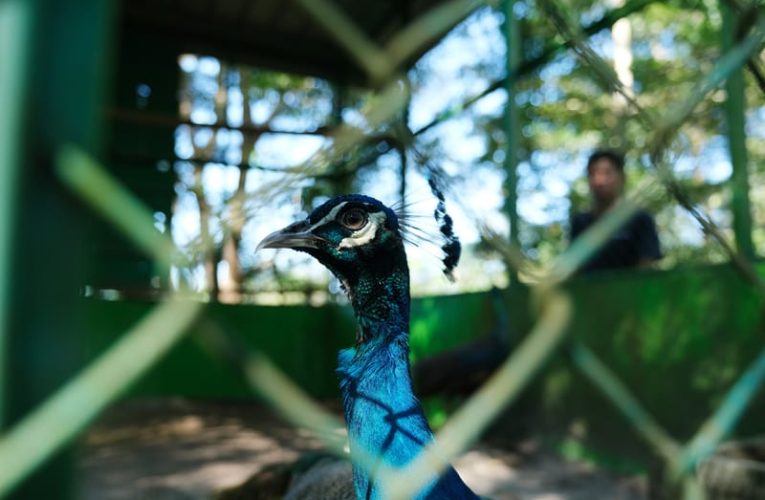 Thoughts ID Lakukan Konservasi 407 Spesies Vegetation dan Fauna Endemik