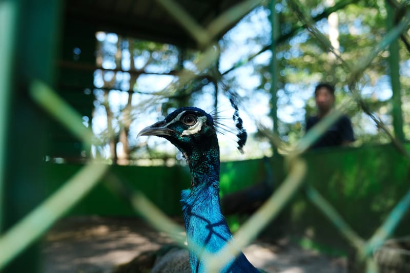 Mind ID Lakukan Konservasi 407 Spesies Flora dan Fauna Endemik