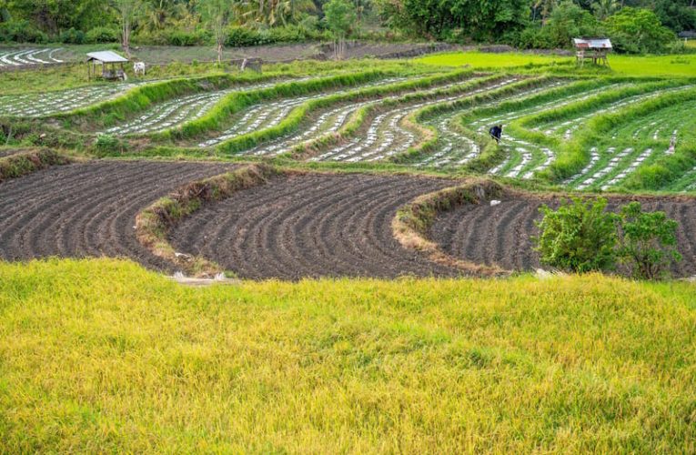 Kementan Siapkan Peta Jalan Swasembada Beras 2027 hingga Lumbung Pangan Dunia 2029