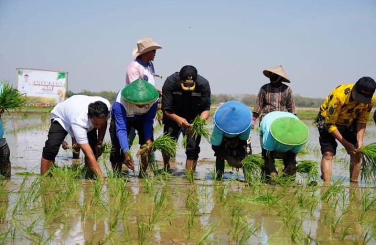 Tuban Lakukan Percepatan Tanam Padi Seluas 106 Ribu Hektare