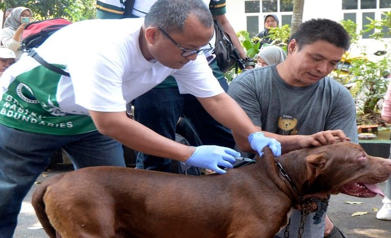 25 Cabang Perhimpunan Dokter Hewan Indonesia Terima Donasi 55 Ribu Vaksin Rabies