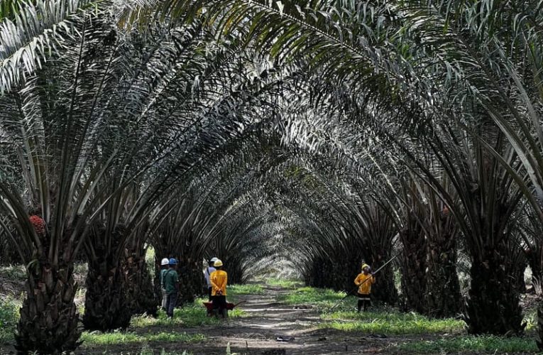 Optimalkan Produktivitas Kelapa Sawit dengan Teknik Kultur Jaringan