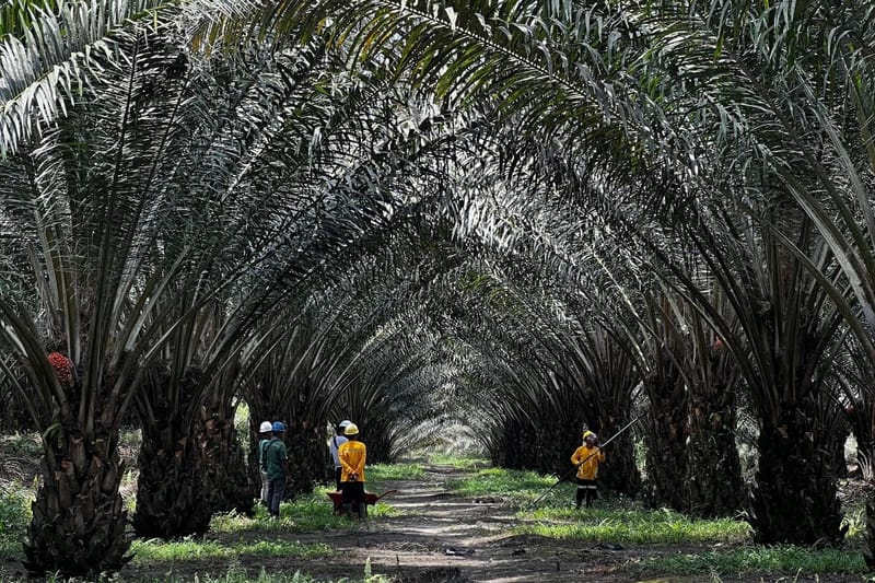 Optimalkan Produktivitas Kelapa Sawit dengan Teknik Kultur Jaringan