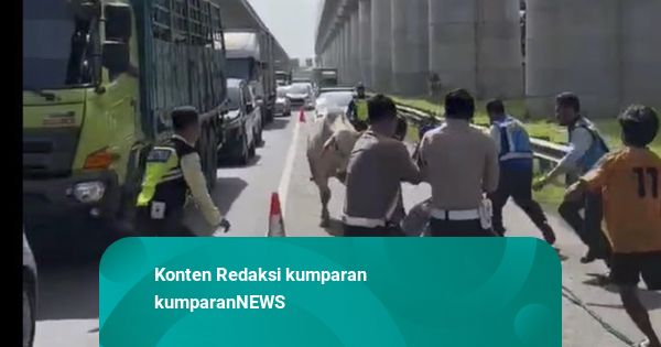 Heboh Sapi Lepas di Tol Japek Sempat Bikin Lalin Ditutup, Berakhir Disembelih