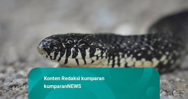 Ular 1 Meter Bikin Korslet Listrik, Perjalanan Shinkansen Tokyo-Osaka Terhenti