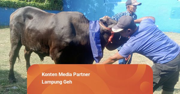 Eva Dwiana Salurkan 93 Hewan Kurban ke Masjid dan Ponpes di Bandar Lampung