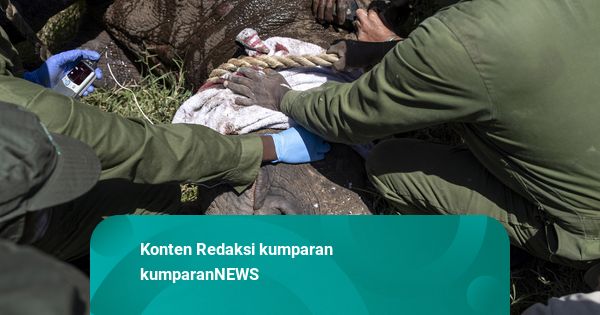 Foto: Otoritas Satwa Liar Kenya Pindahkan 21 Badak demi Peningkatan Populasi
