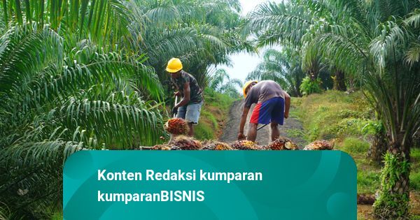 Pemerintah Soroti Dampak EUDR ke Petani Kecil Coklat hingga Sawit